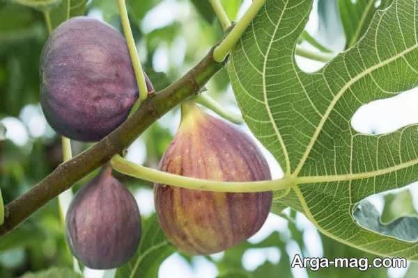 تأثیر آب و هوا بر باردهی انجیر