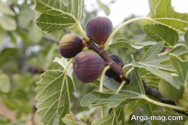 کوددهی بیش از حد درخت انجیر