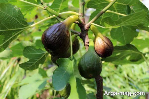 تأثیر نور کم بر میوه دهی درخت انجیر