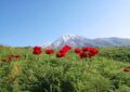 آشنایی با دشت شقایق کالپوش
