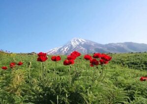 آشنایی با دشت شقایق کالپوش