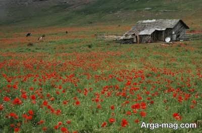 زیبایی دشت شقایق 