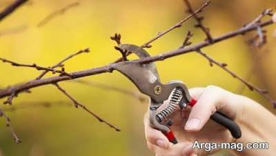 جدا کردن شاخه های بیمار از درخت پرتقال 