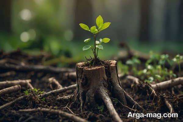 راهنمای خرید نهال با رقم مناسب