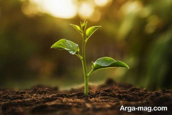 راهنمای خرید نهال با توجه به خاک