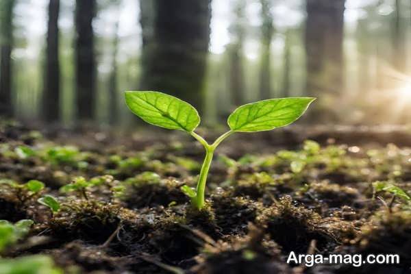 راهنمای خرید نهال مناسب