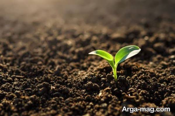 تشخیص اصالت نهال