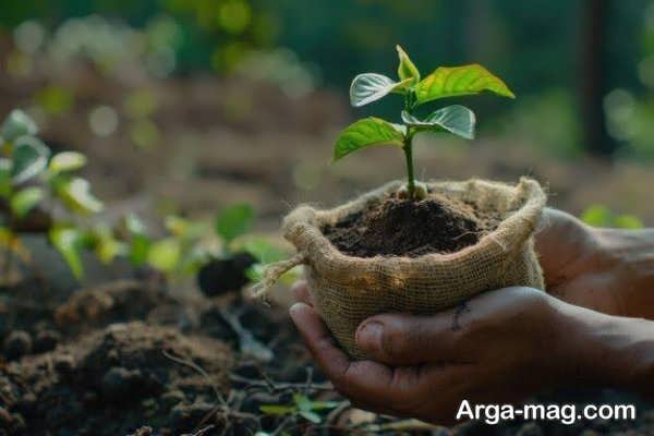 روش کاشت بذر گردو