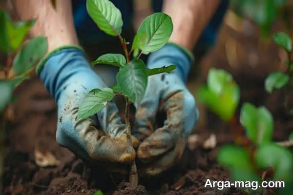 انتخاب بذر سالم برای کاشت گردو