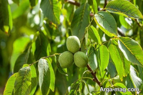 روش مناسب برای تکثیر درخت گردو