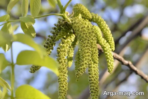انواع روش های پیوند درخت گردو